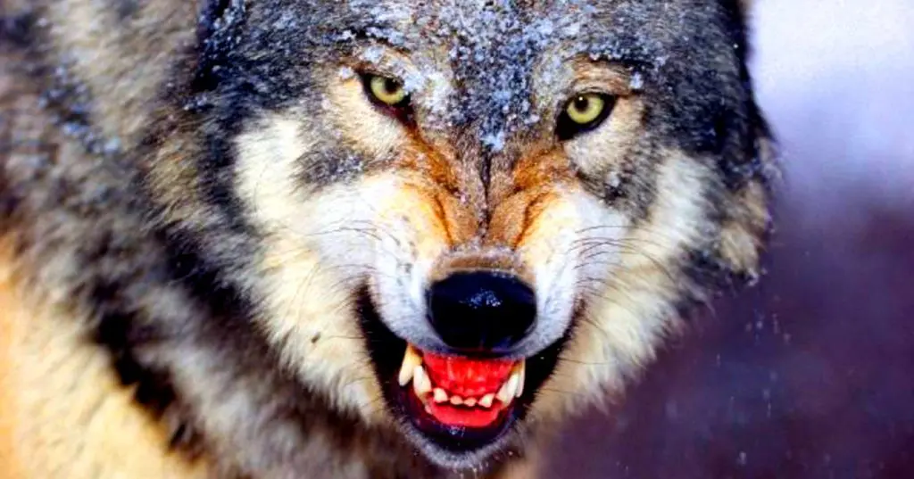 Loup en colère